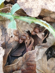 Pediaspis aceris