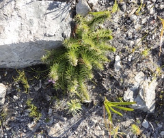 Merciera azurea