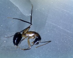Camponotus