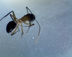 Camponotus