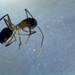 Camponotus picipes pudorosus - Photo (c) José Audel López Medina, algunos derechos reservados (CC BY-NC), subido por José Audel López Medina
