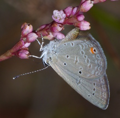 Eicochrysops messapus