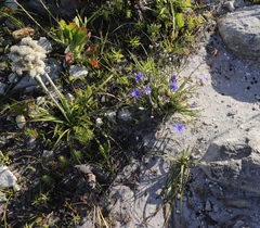 Aristea oligocephala