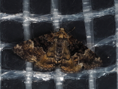 Aporoctena scierodes