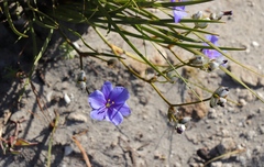 Aristea oligocephala