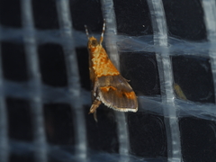 Tetracona amathealis