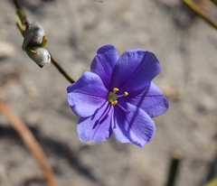 Aristea oligocephala
