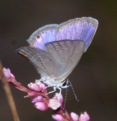 Eicochrysops messapus