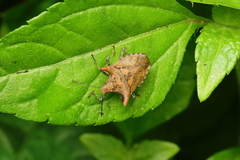 Euschistus cornutus
