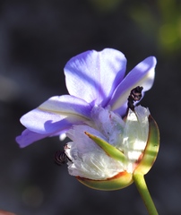 Aristea oligocephala