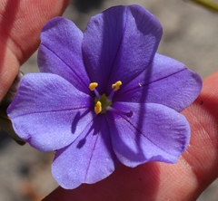 Aristea oligocephala