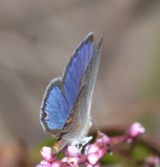 Eicochrysops messapus