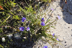 Aristea oligocephala