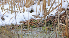 Lymnocryptes minimus