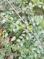 Lonicera ligustrina