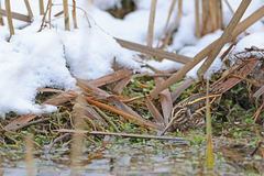 Lymnocryptes minimus