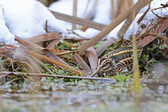 Lymnocryptes minimus