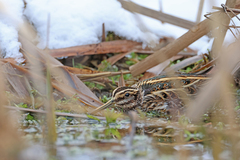 Lymnocryptes minimus