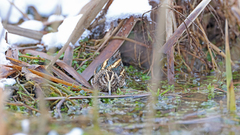 Lymnocryptes minimus