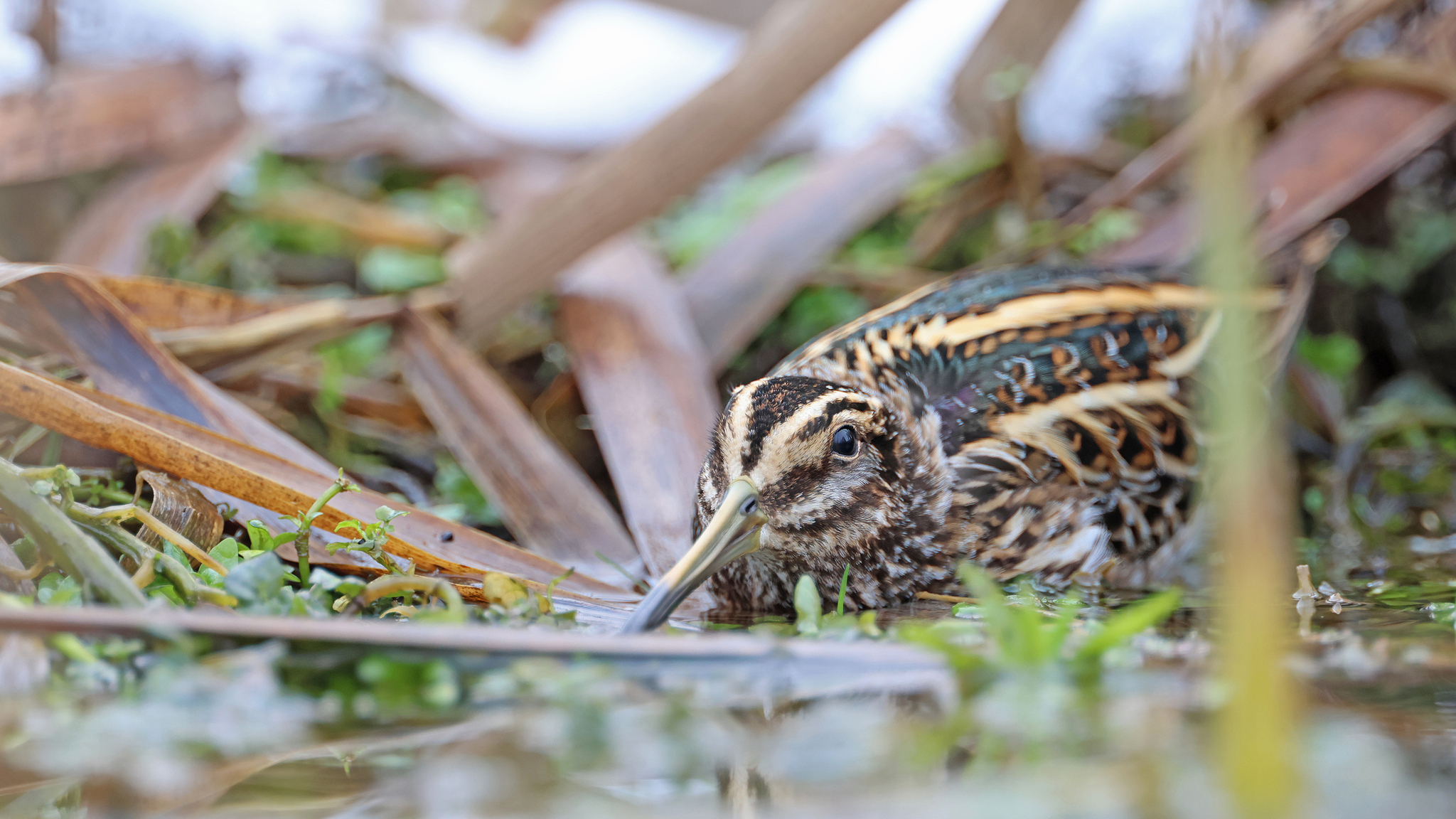 Jack Snipe (Lymnocryptes minimus)