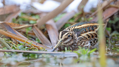 Lymnocryptes minimus