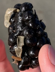 Sepia officinalis