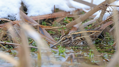 Lymnocryptes minimus