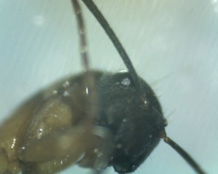Camponotus