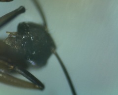 Camponotus