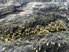 Venturiella sinensis