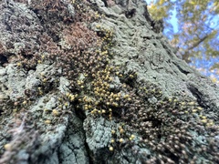 Venturiella sinensis