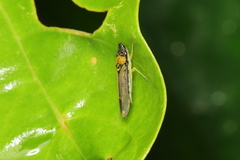 Acrogonia terminalis