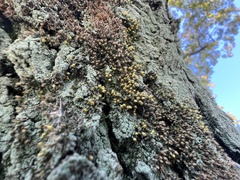 Venturiella sinensis