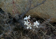 Pachypodium saundersii