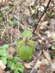Salvia pratensis