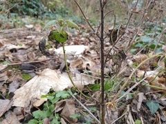 Salvia pratensis