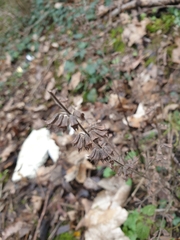 Salvia pratensis