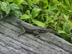 Tropidurus torquatus