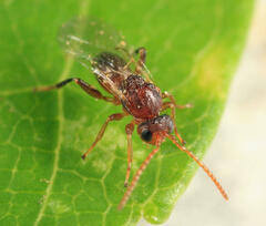 Callirhytis quercusoperator