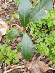 Laurus nobilis