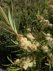 Metrosideros angustifolia