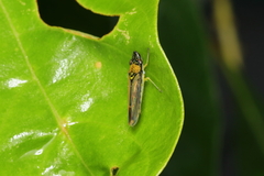 Acrogonia terminalis