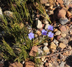 Aristea oligocephala