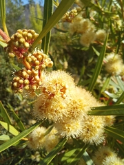 Metrosideros angustifolia