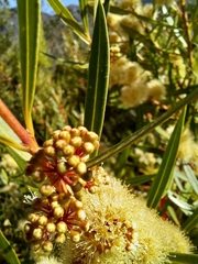 Metrosideros angustifolia