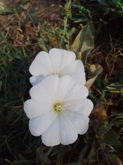 Convolvulus