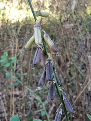 Crotalaria retusa