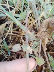 Convolvulus