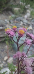 Urolepis hecatantha