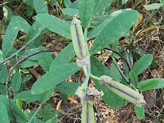 Crotalaria retusa
